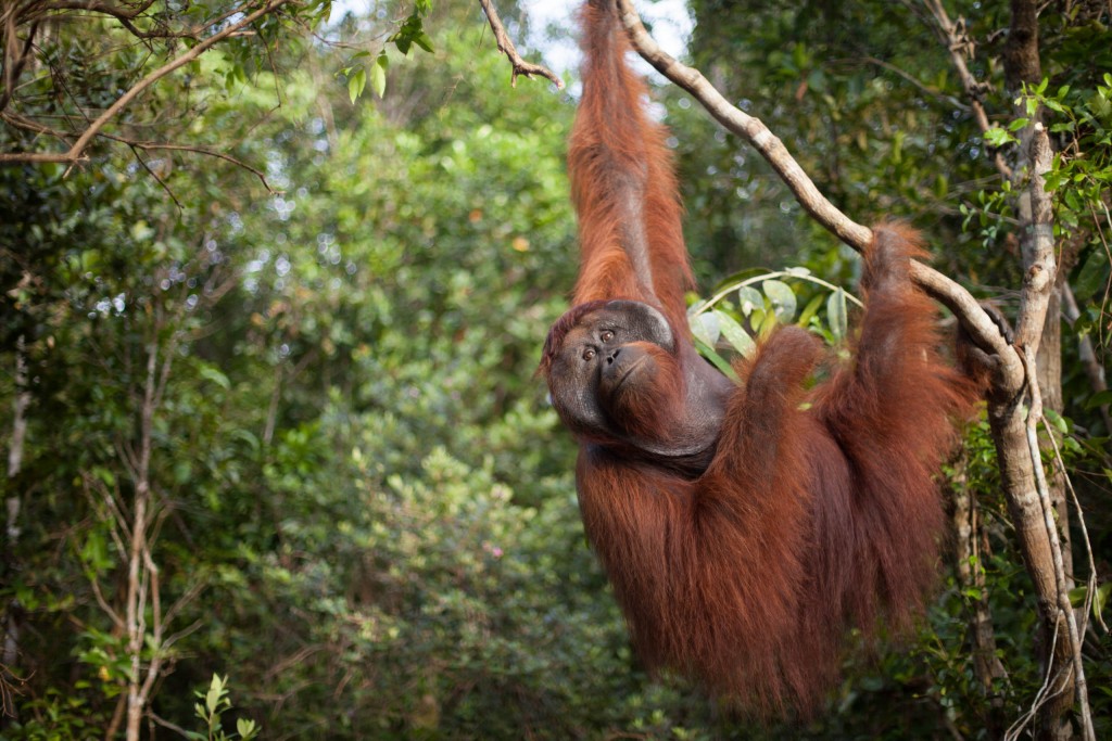 Orangutan, Tanjung Puting