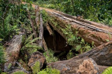 Broken Roads of Borneo, Martin Holland