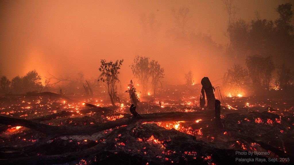 Peatland Forest on Fire - Peter Vaughn