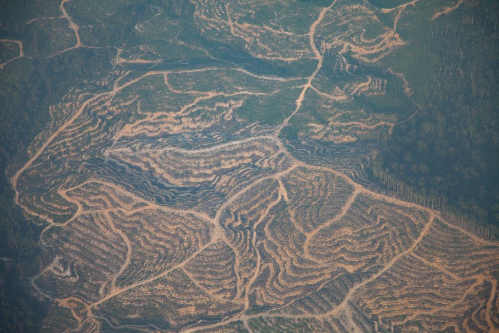 Deforestation in Borneo - Martin Holland